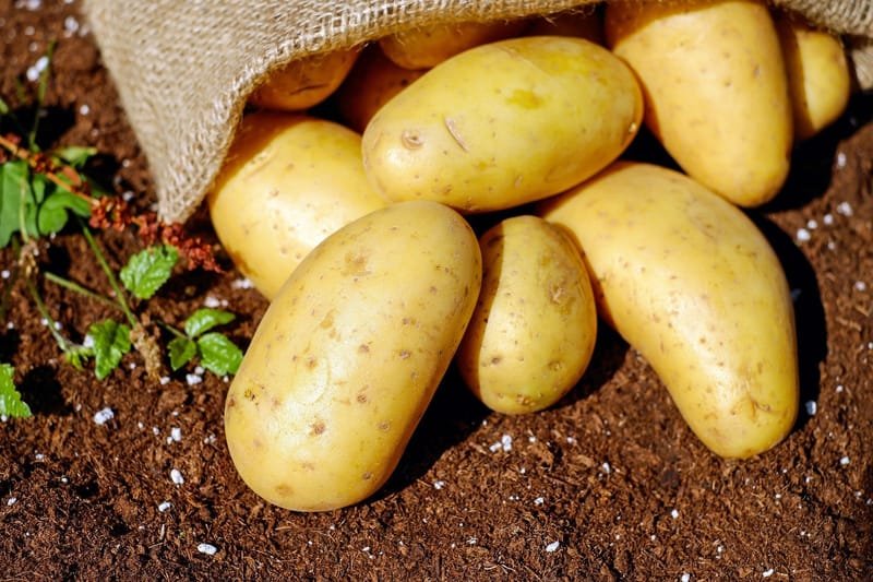 Kartoffelanbau
