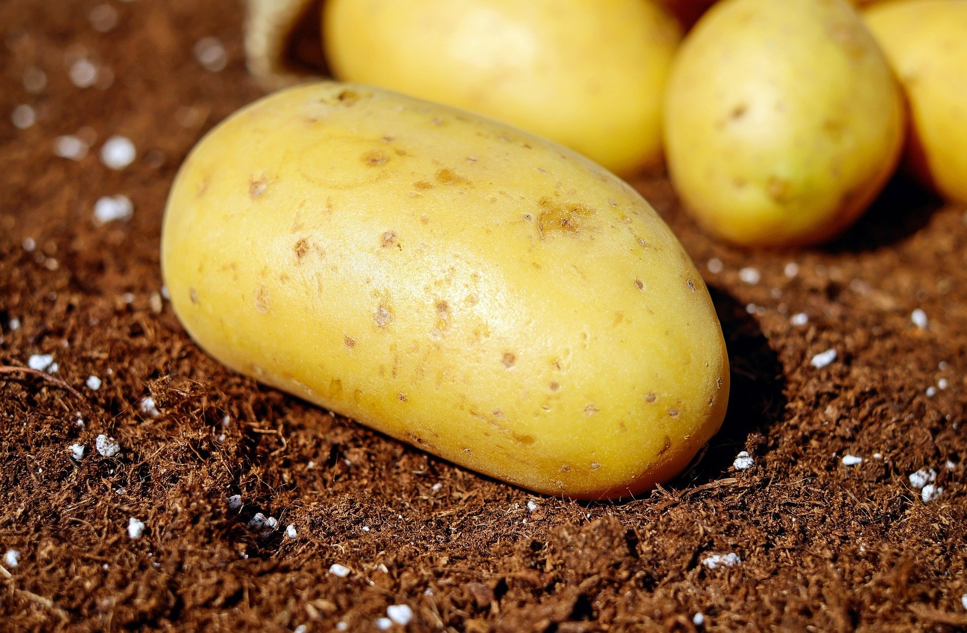 البطاطس تحسن عملية الهضم