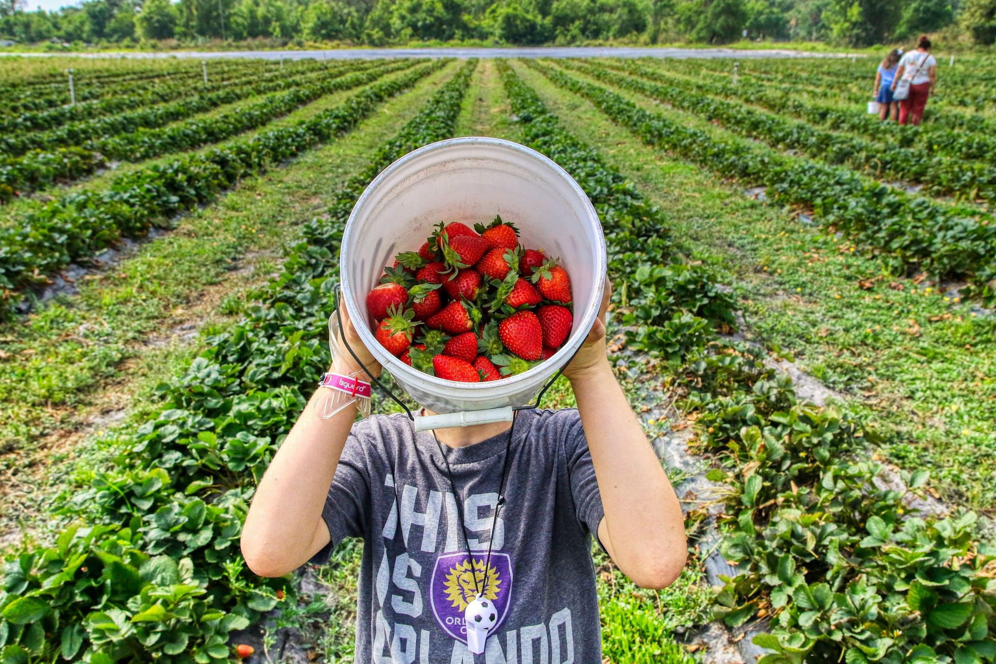 Essai sur fraises plein champ (2022) Conduit par l'organisme experiméntale alsacien (68):                                  PLANETE-Légumes (IRFEL)