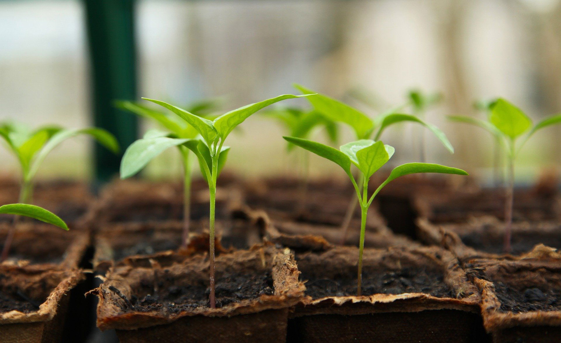 How to start growing your own victory garden.
