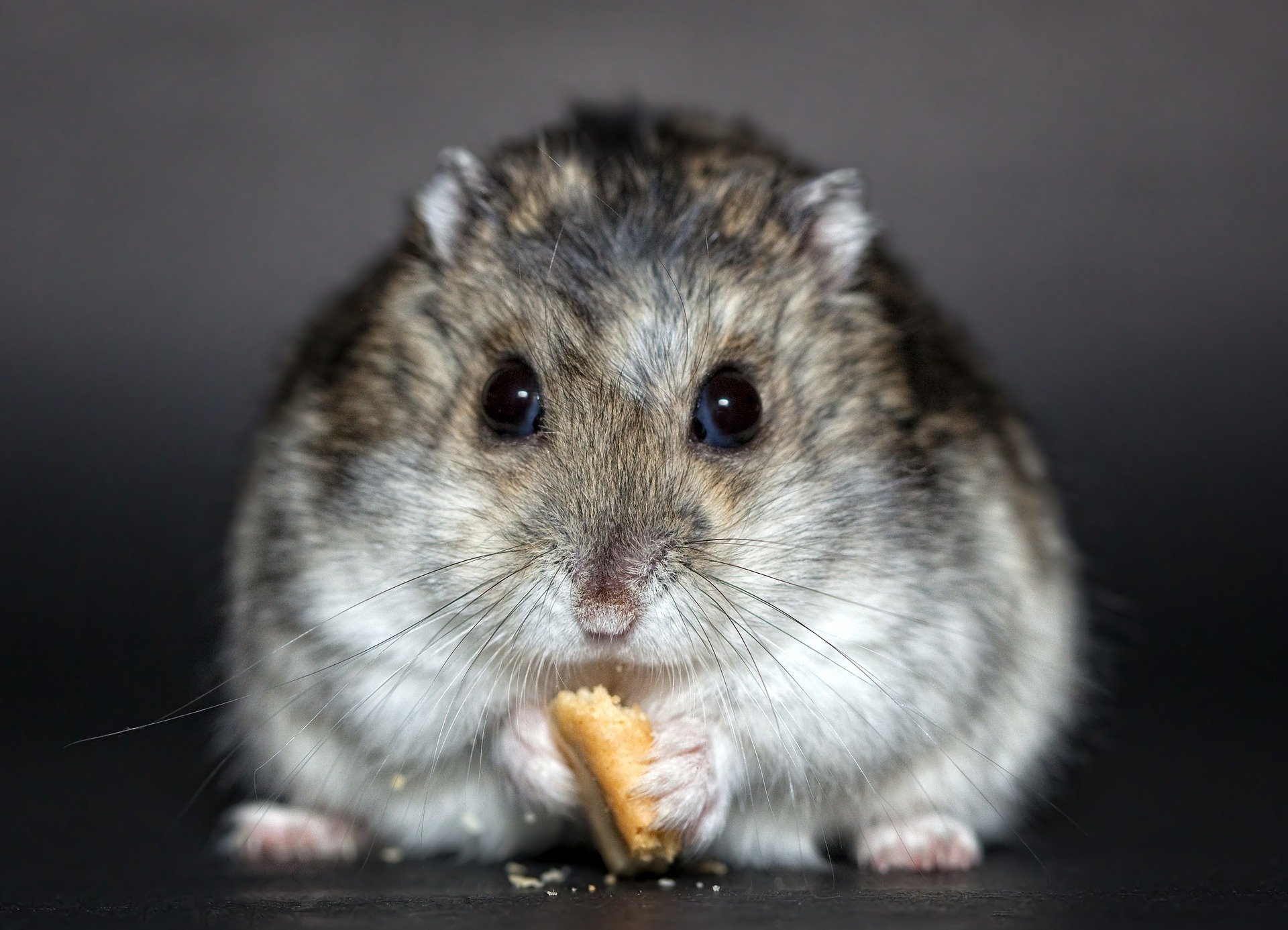 Obesity: hamsters may hold the clue to beating it