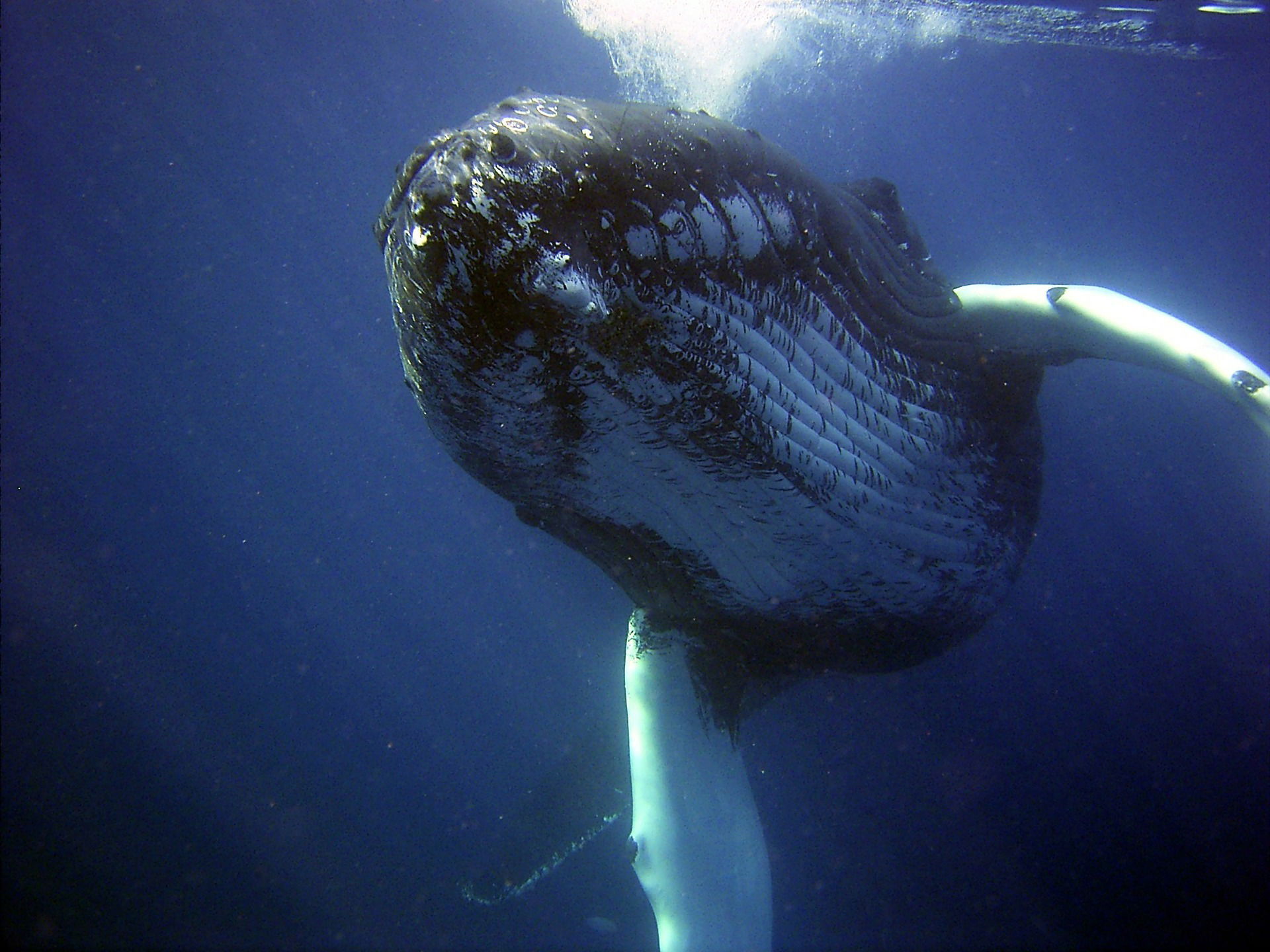 3ème congrès mondial des baleines à bosse