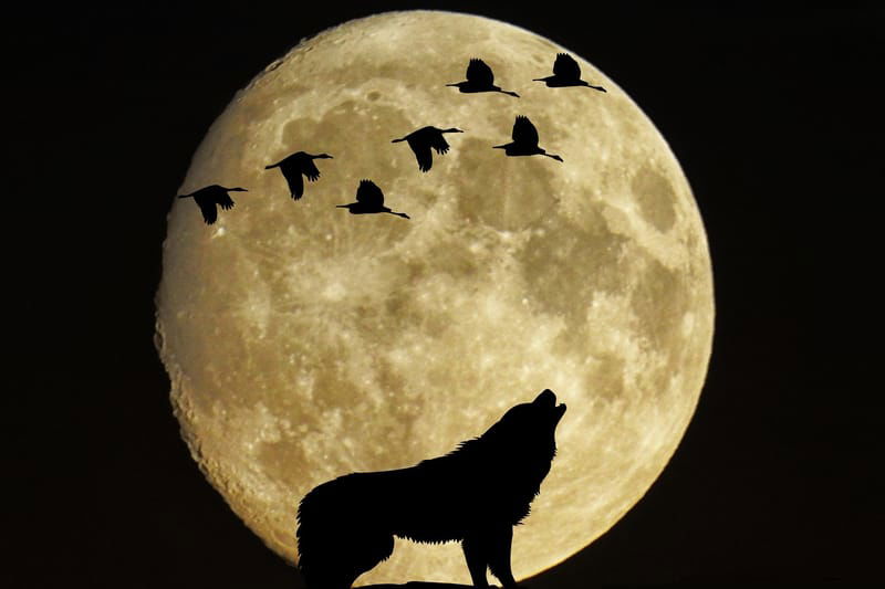 Wolf Full Moon Women's Circle in January 2022