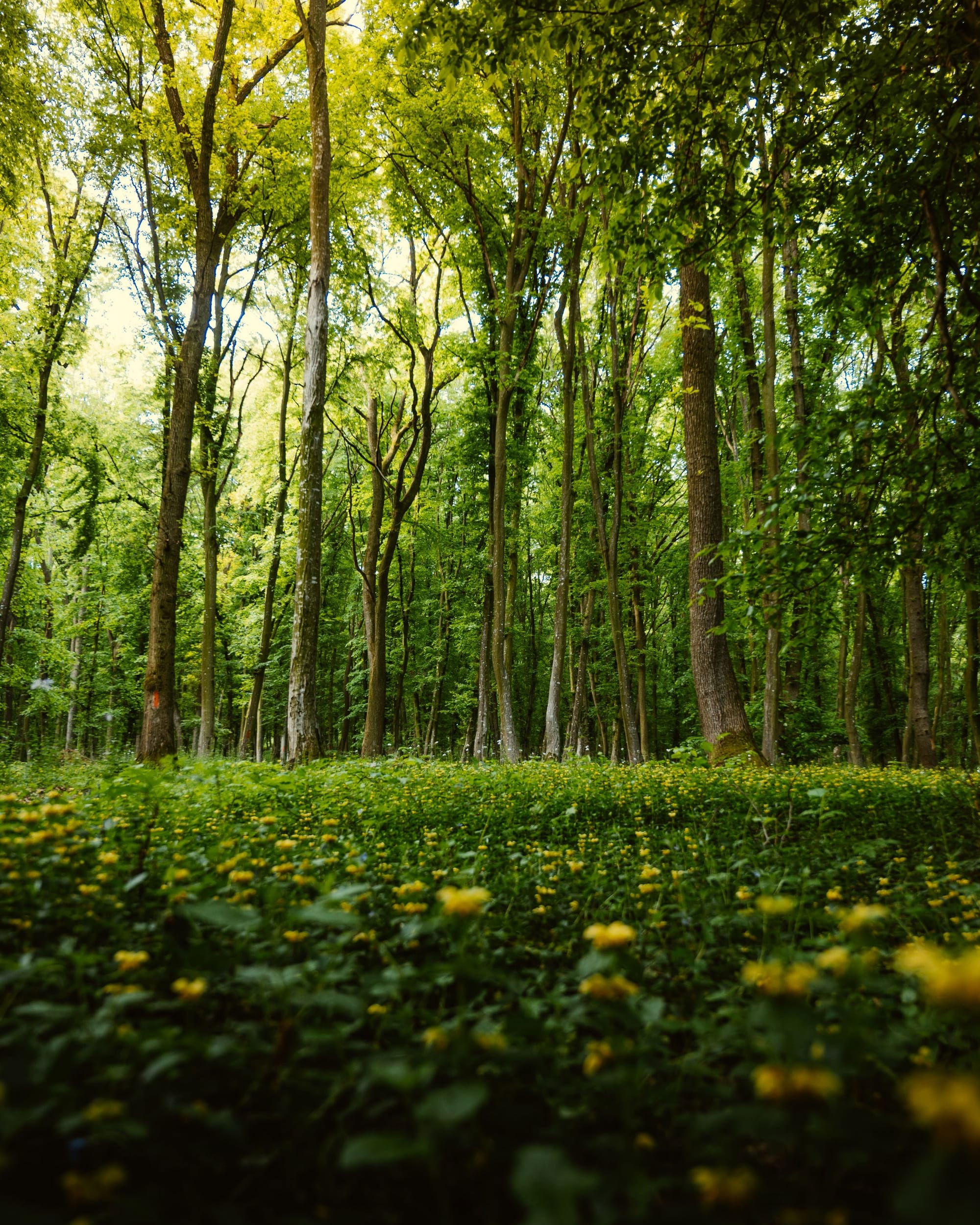 Biodiversity policy