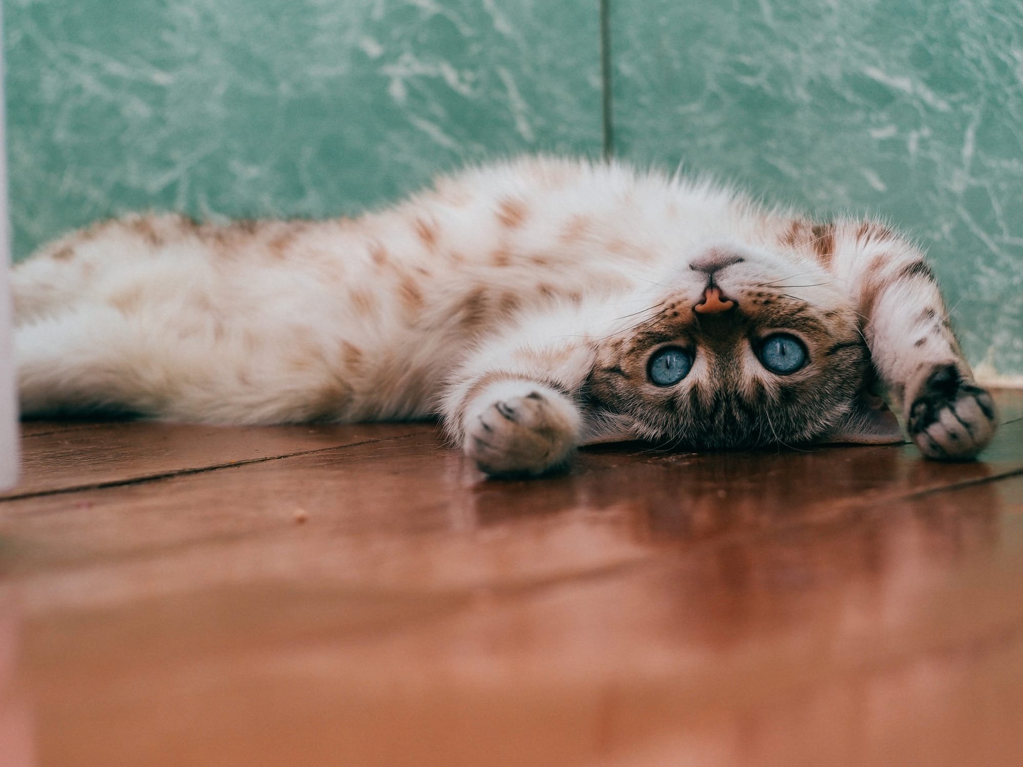 4 Signs That Your Cat is Happy with Life