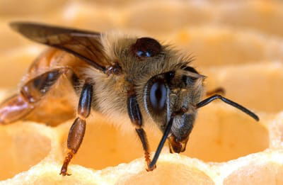 Varroa and Diseases image