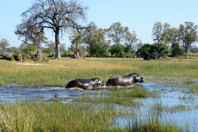 Fully Guided Mobile Safari - Botswana to Vic Falls