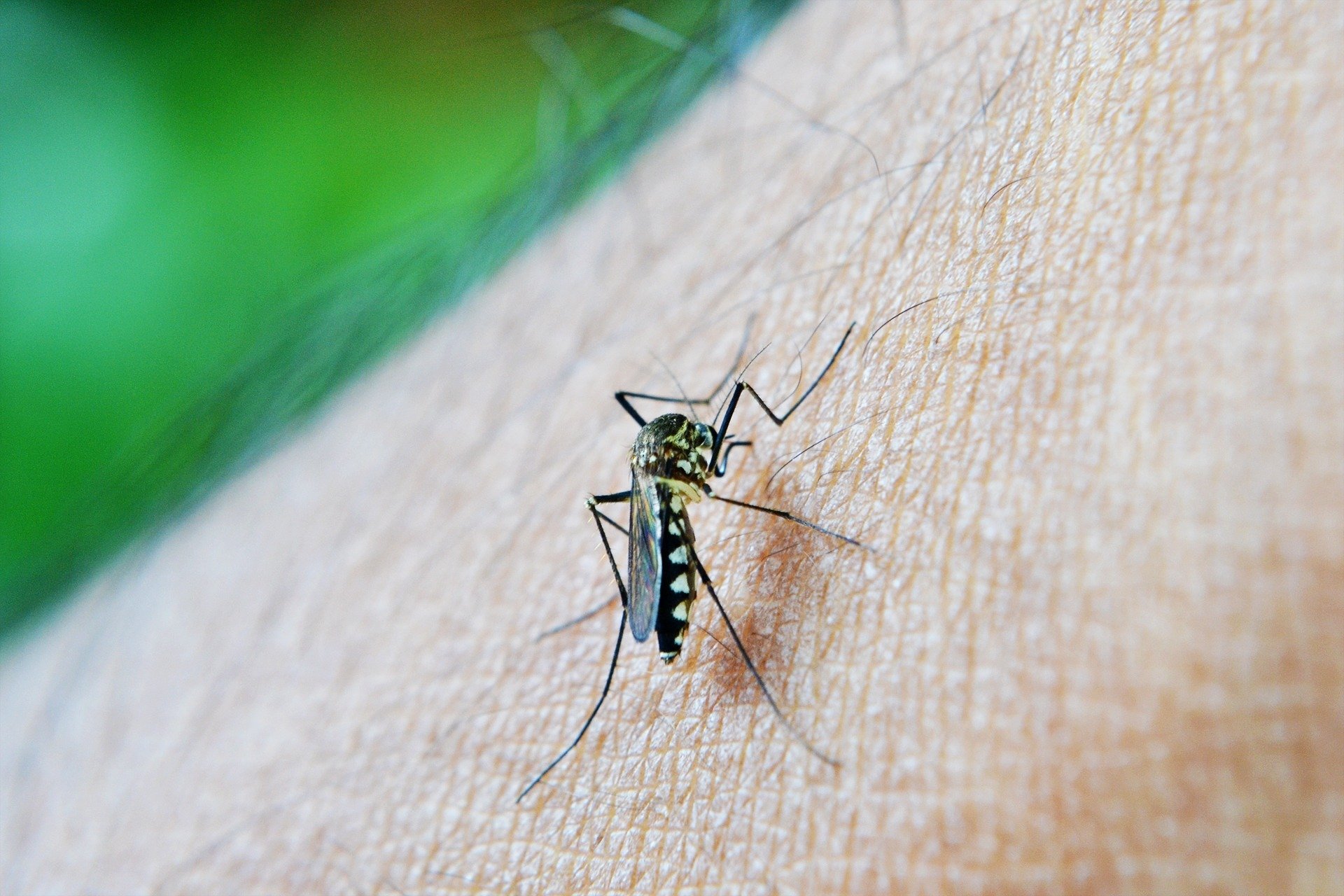 Aumentam os casos de dengue na região
