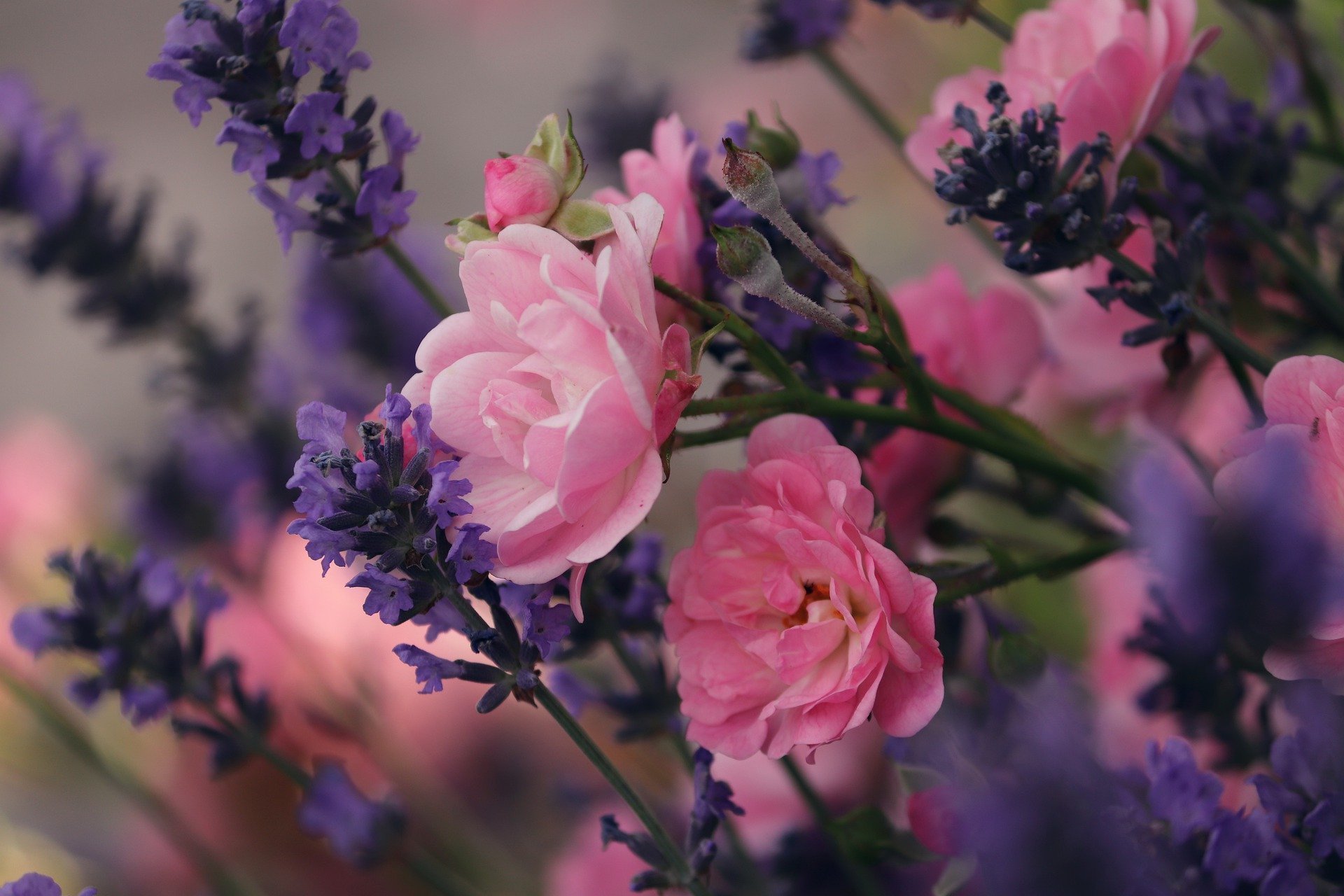 Lavendel Traum und Rosen Zauber