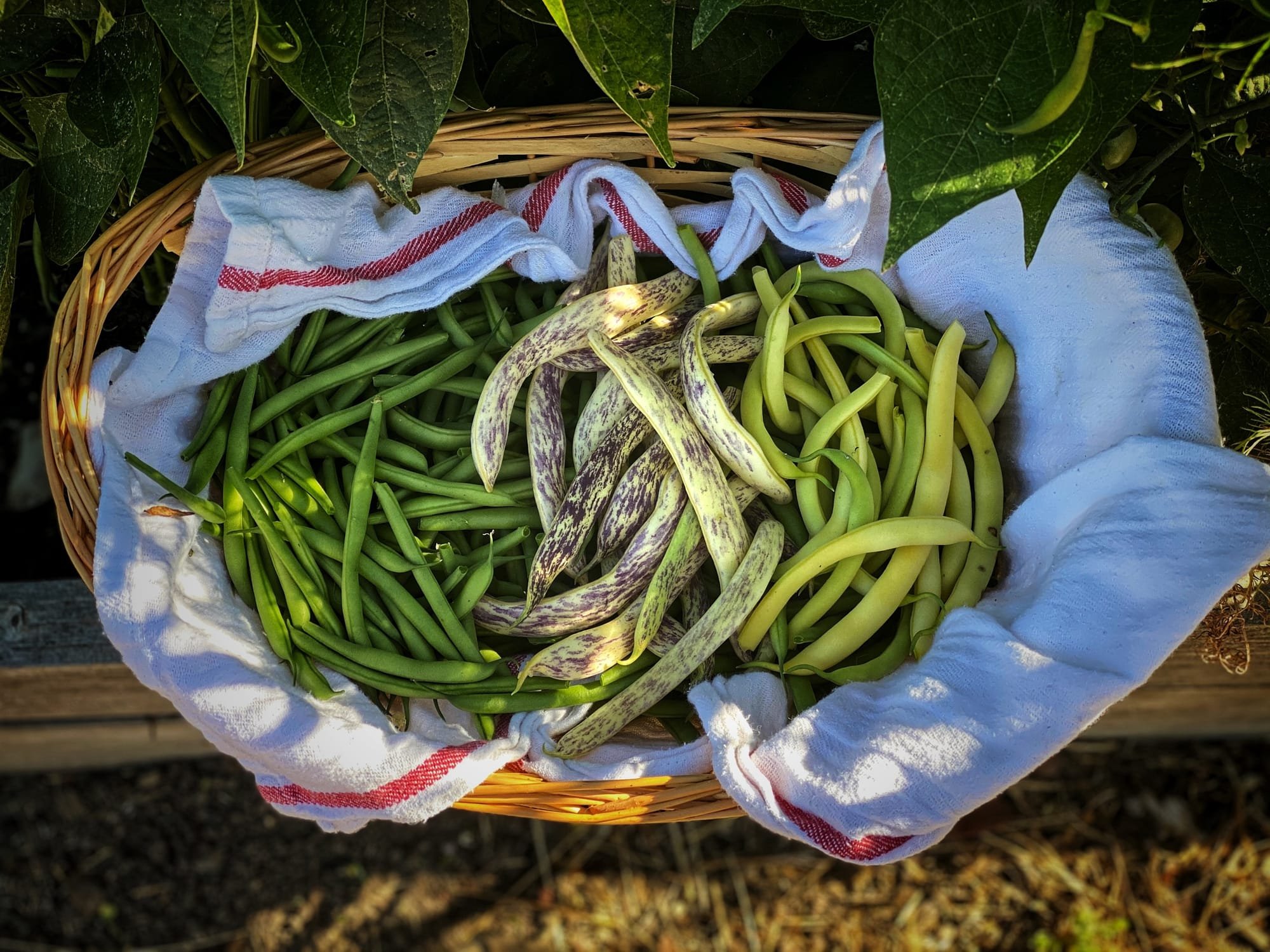 How to Freeze Garden Beans With Vacuum Seal Bags