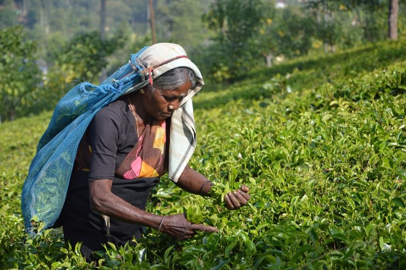 Export Quality Tea from Darjeeling, Assam & Nilgiri