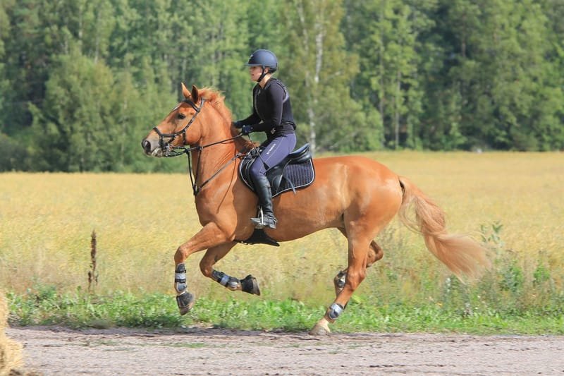 Training & Rehabilitation from an Anatomical Perspective for Horse Owners