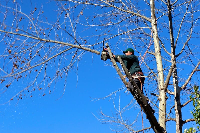 Tree Restoration