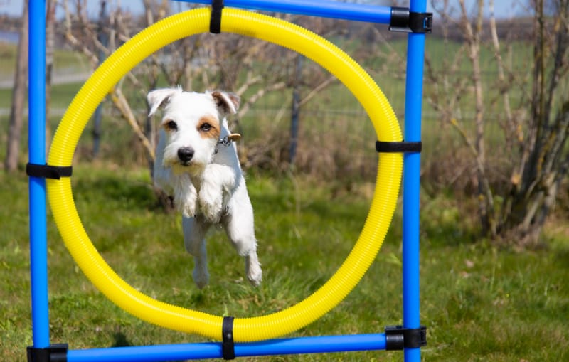 PUPPY PLAYGROUND EXPERIENCE