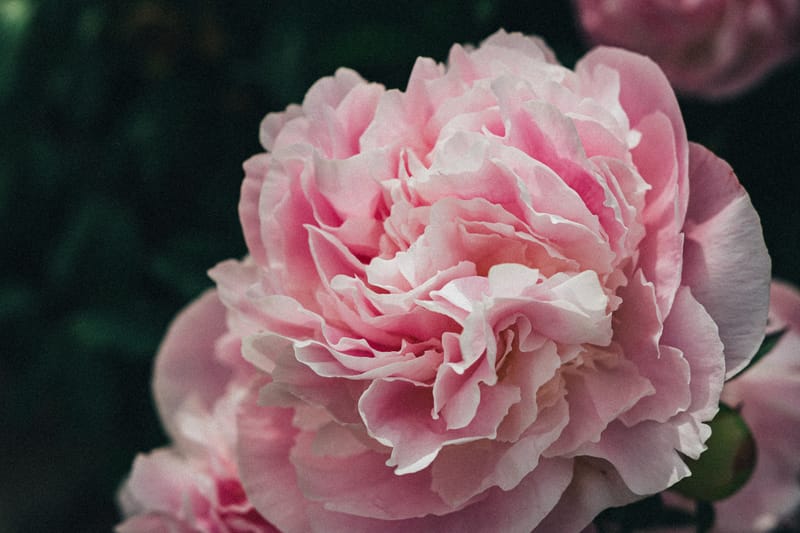 Flower of the month Peonies