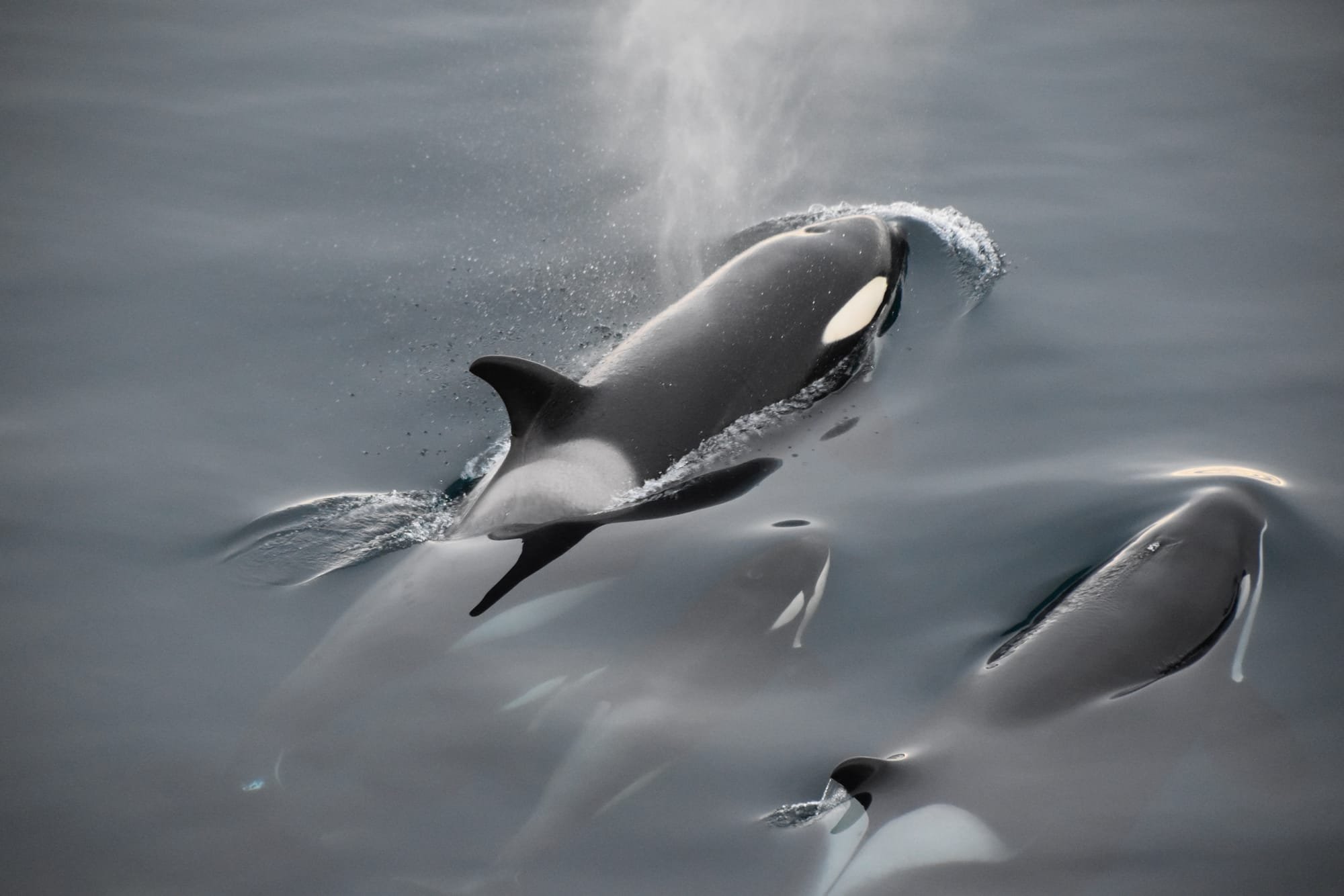 Why SeaWorld is not the Right Place for Orca Whales