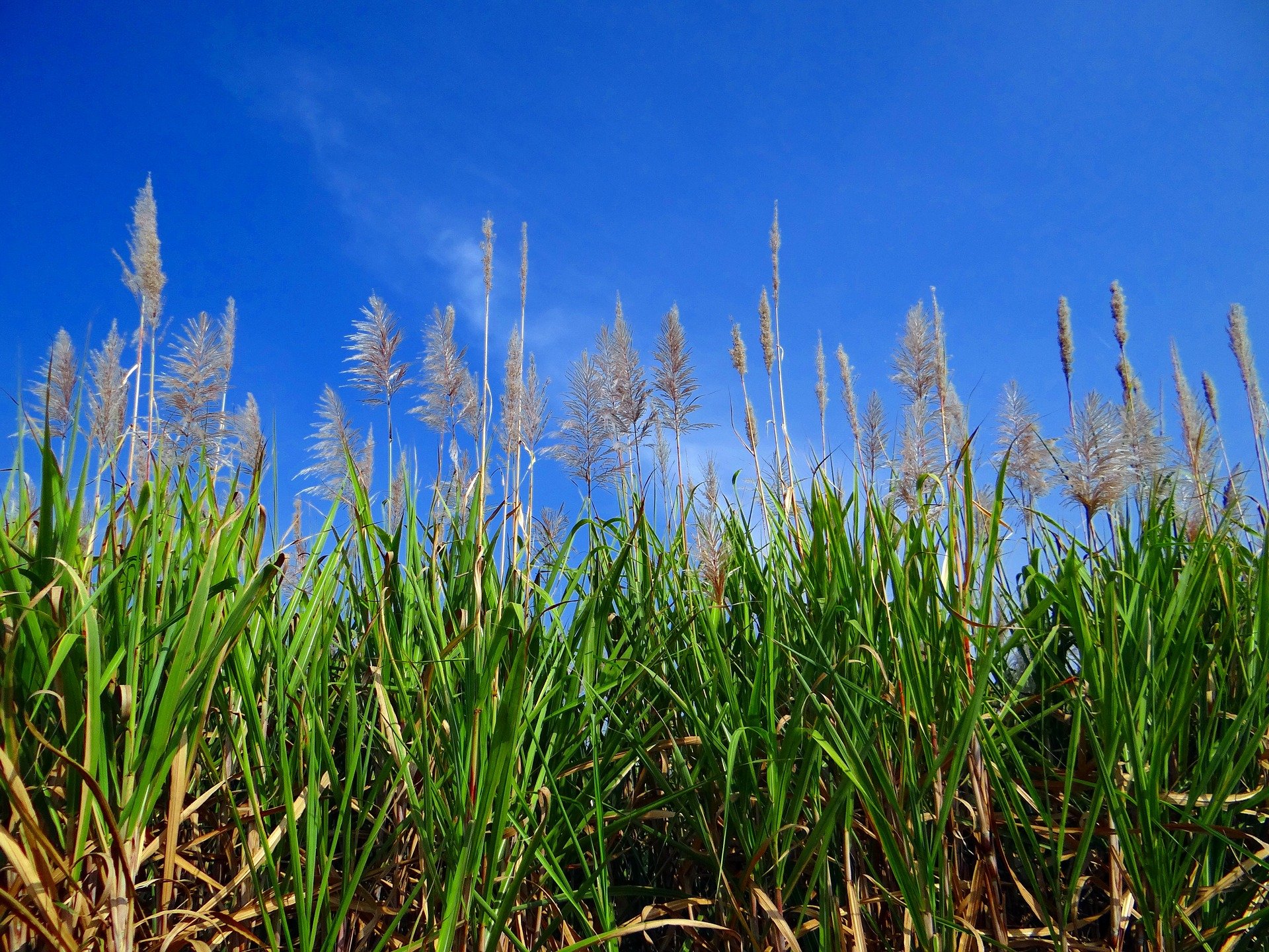 Biofuels from sugar cane (Brazil)