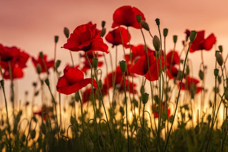 Remembrance Day: history should never be forgotten