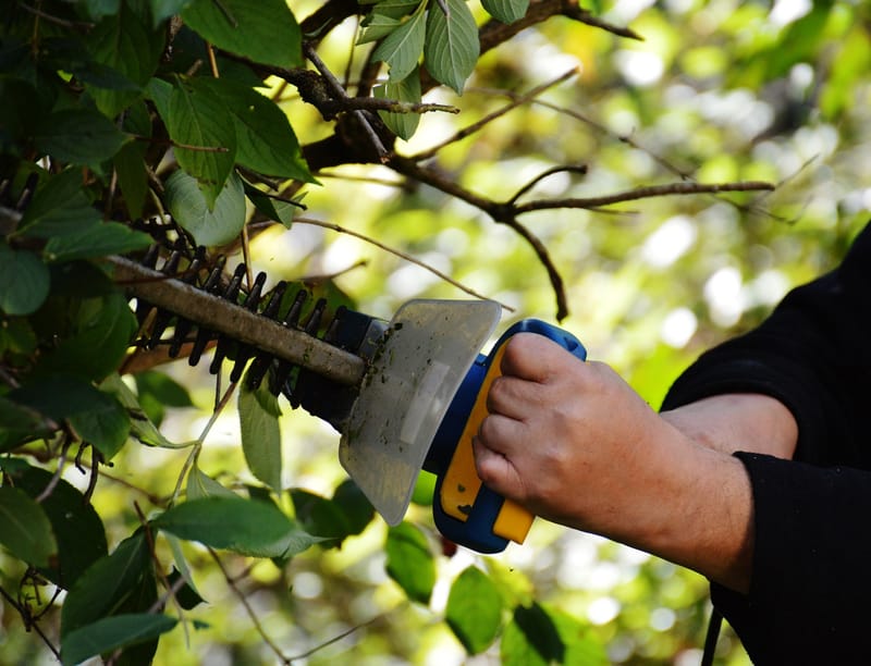 Shrub & Tree Trimming
