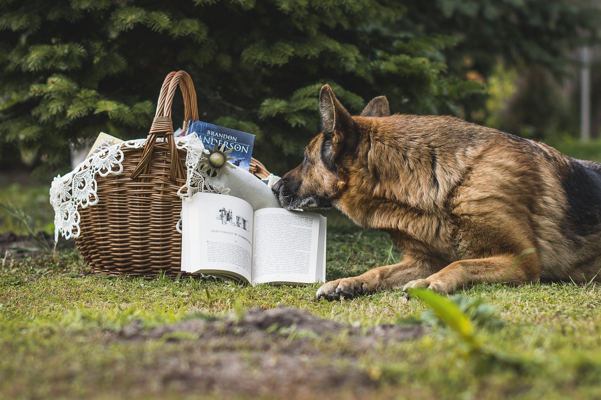 Read to a Dog