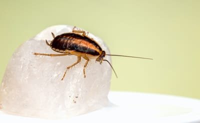 cockroach control image