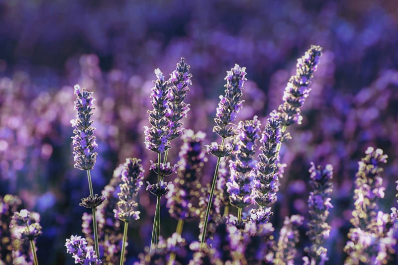 Culinary Herb Workshop