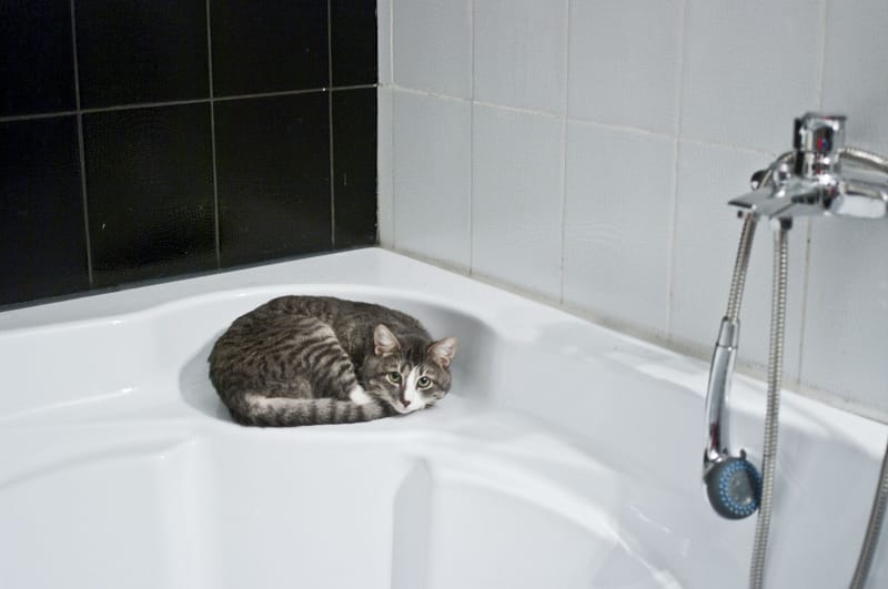 Unveiling the Mystery Why Are Cats Afraid of Water?