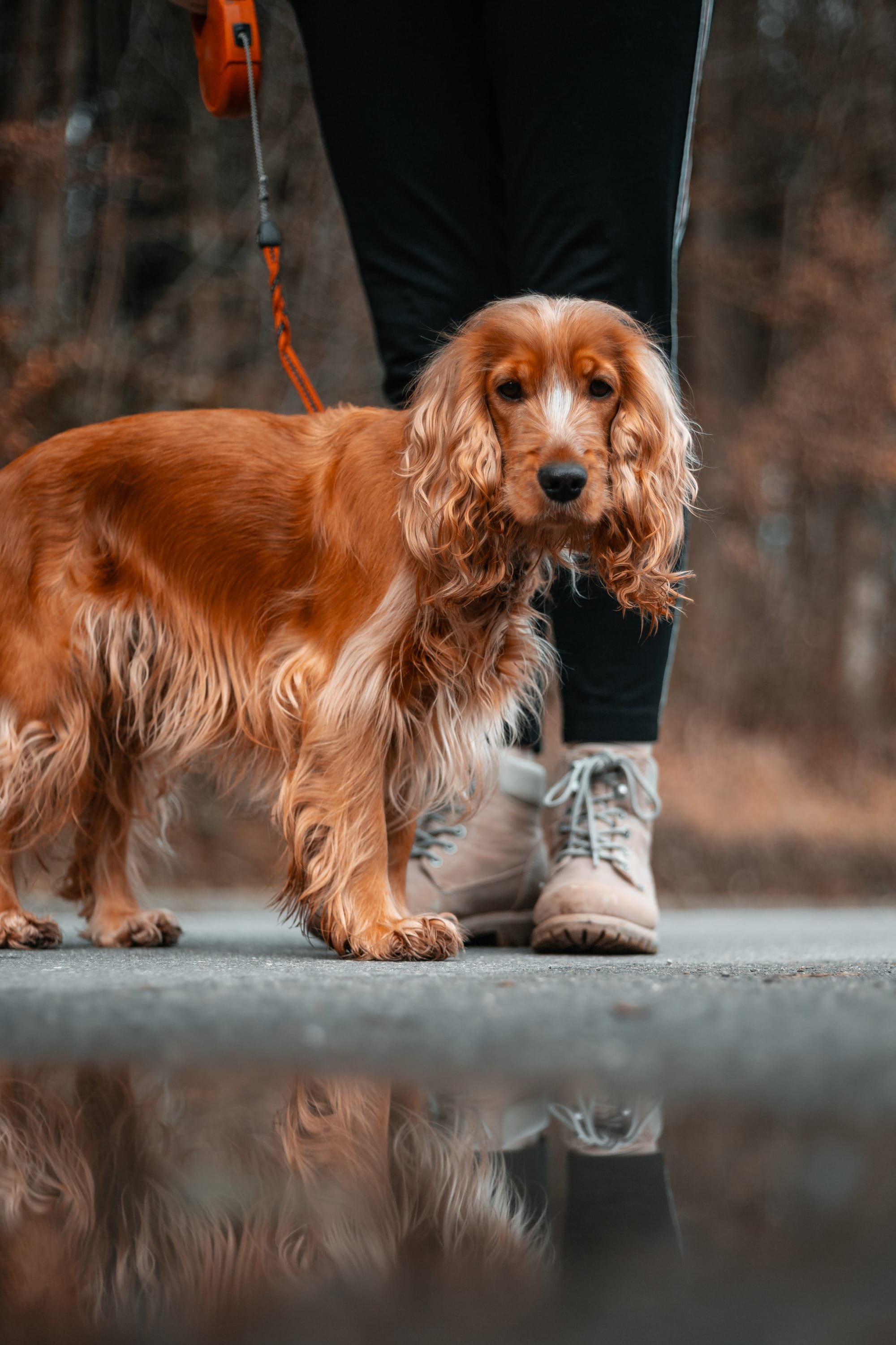 🐶 The Benefits of Daily Walks for Your Pup