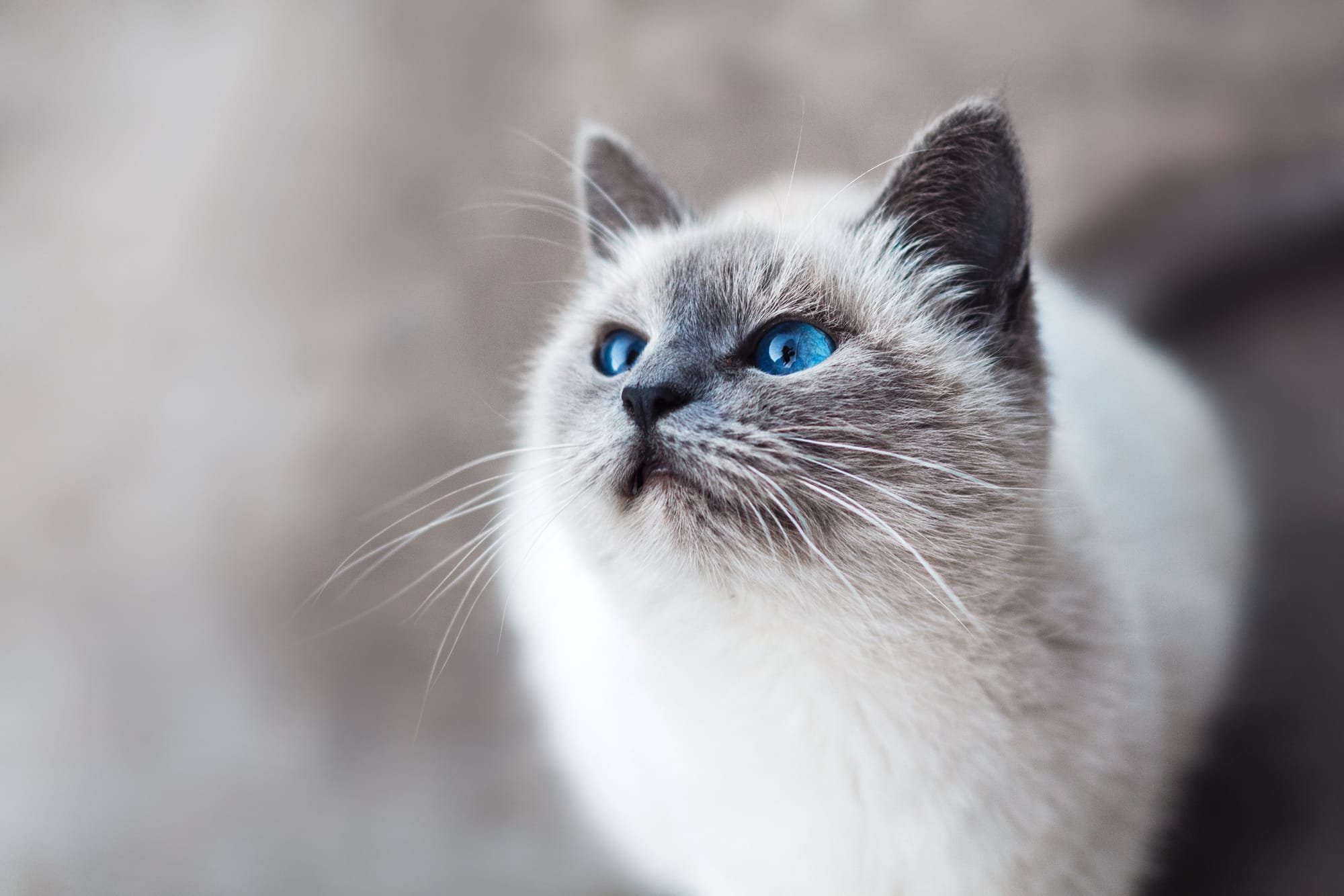 5 Health Tips Every Cat Owner Should Know
