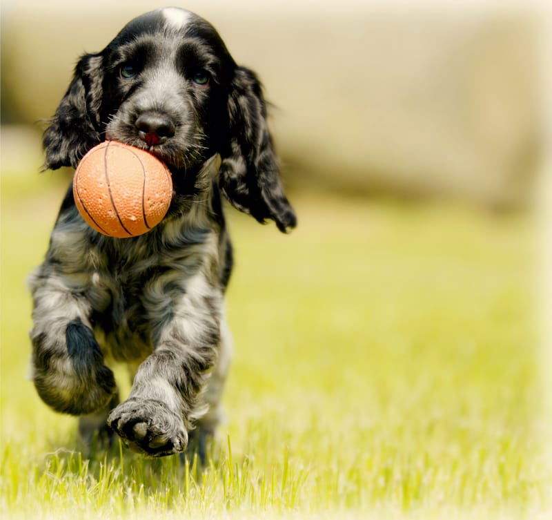 Pet Groomers