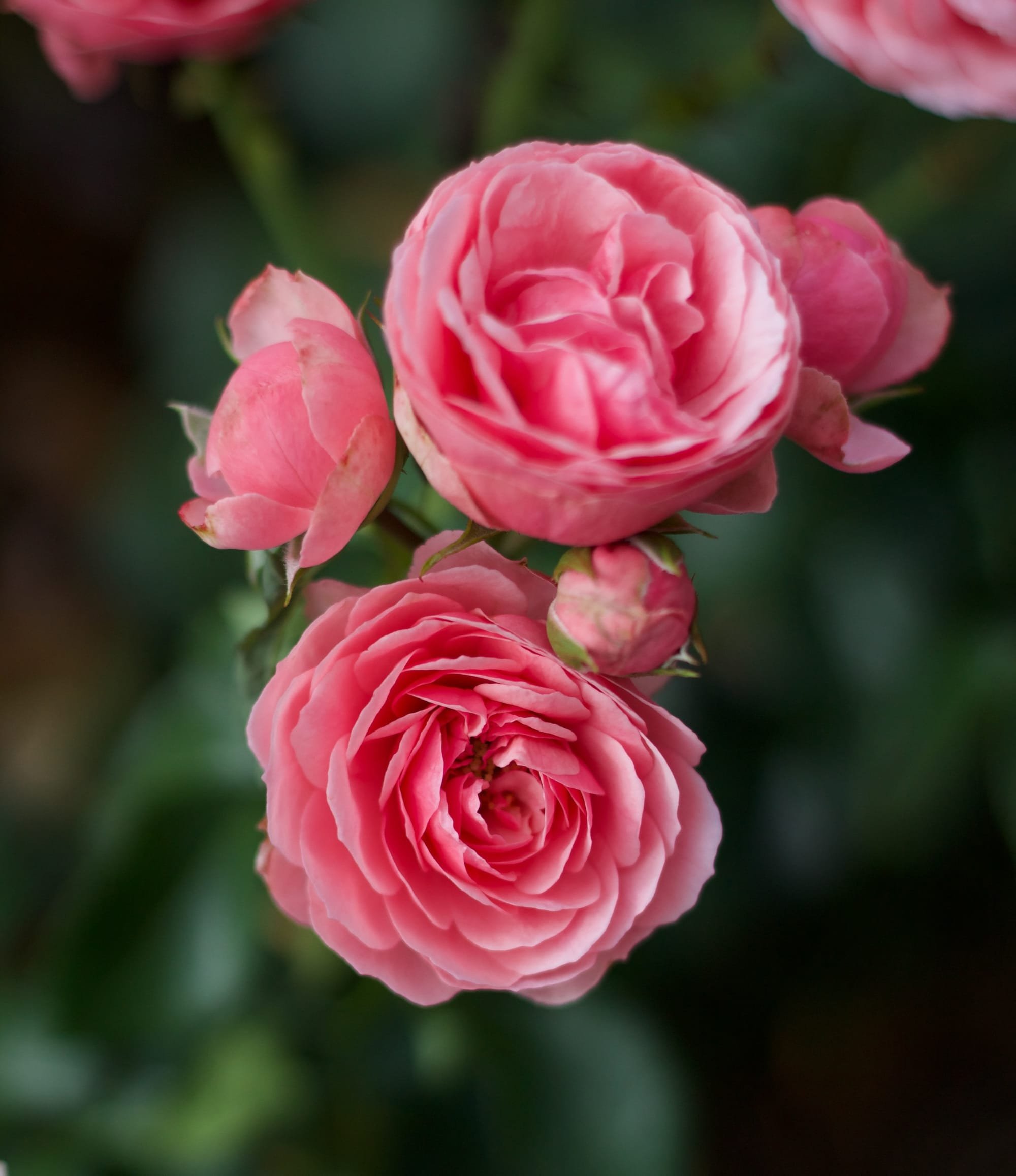 It's February and Think Roses: Live Your Best Life with Rose Aromatherapy