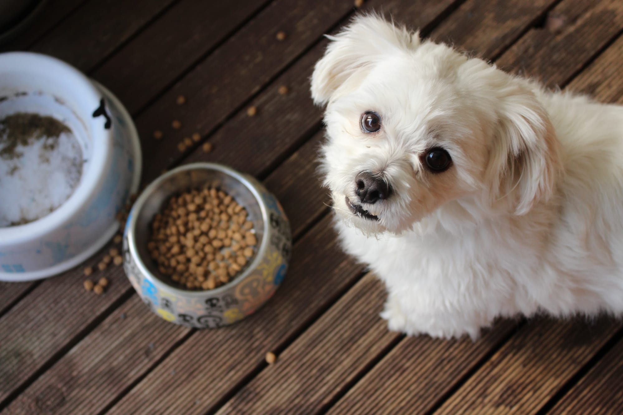 Vivisezione e Pet Food?