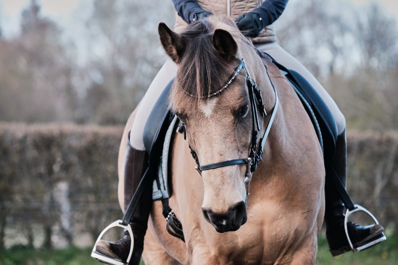 Stage de Juillet - Passage de Galop