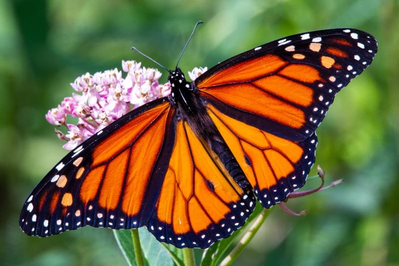 The Monarch Butterfly Effect