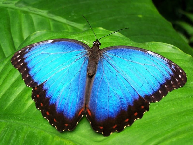 U12 Butterflies