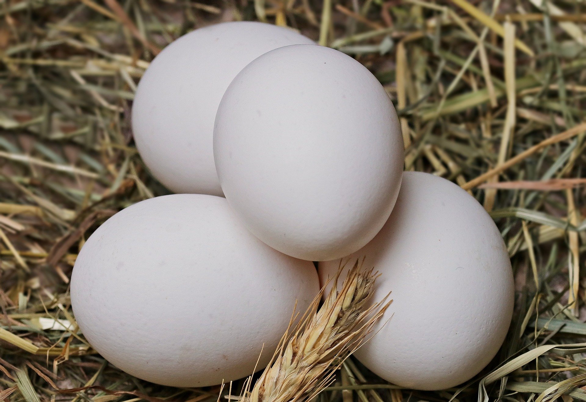 طرق بسيطة لمعرفة البيض الطازج من التالف!