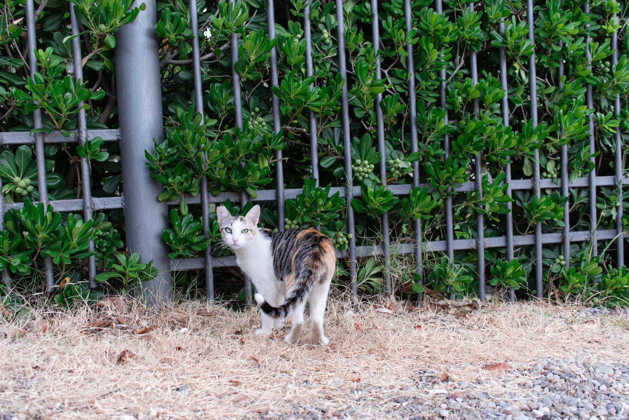 Gatti e Condominio:                                             suggerimenti pratici per la tutela