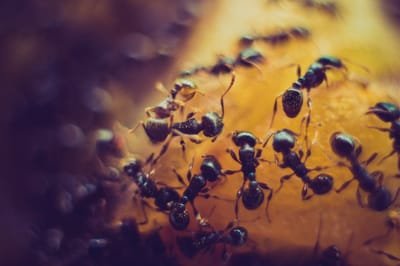 ants control image