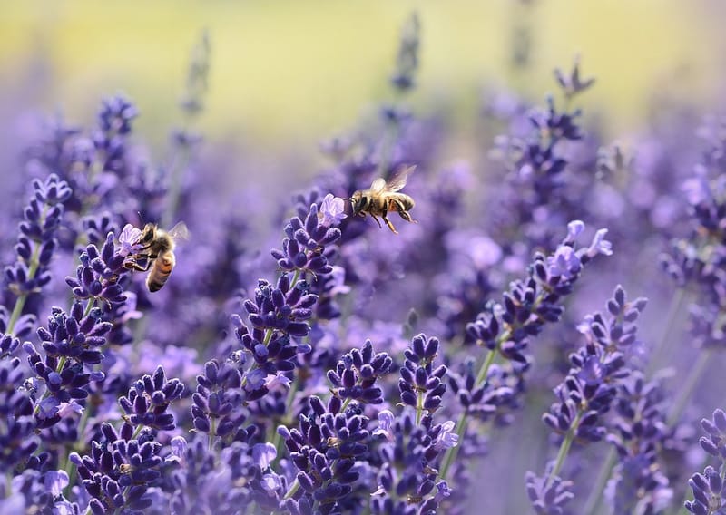 Biomimicry Retreat:  Nature as Model, Mentor, Teacher