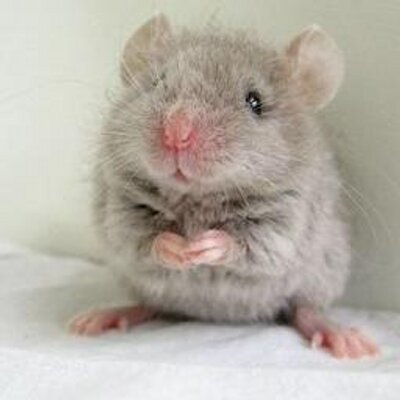 הוא כזה חמוד - העכבר