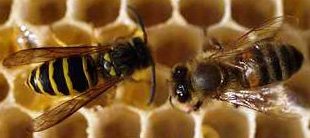 צרעות, דבורים וכל מה שביניהם