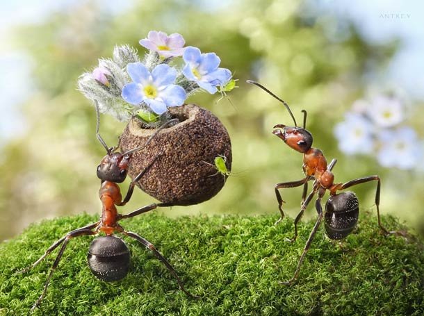 לך אל הנמלה עצל