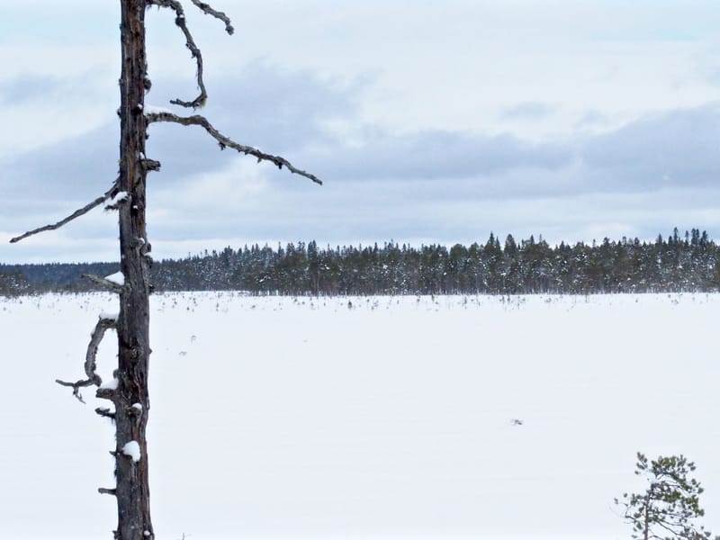 Salamajärven hiihtolomavaellus