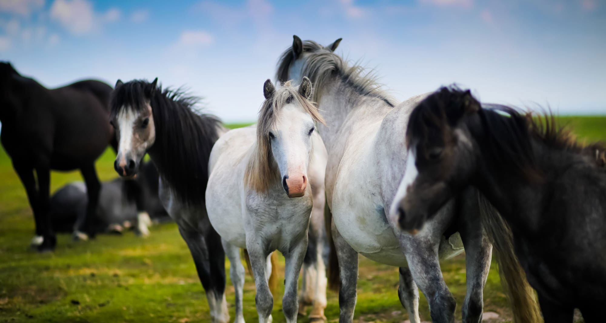 Horses buying, sharing, loans, leasing & care