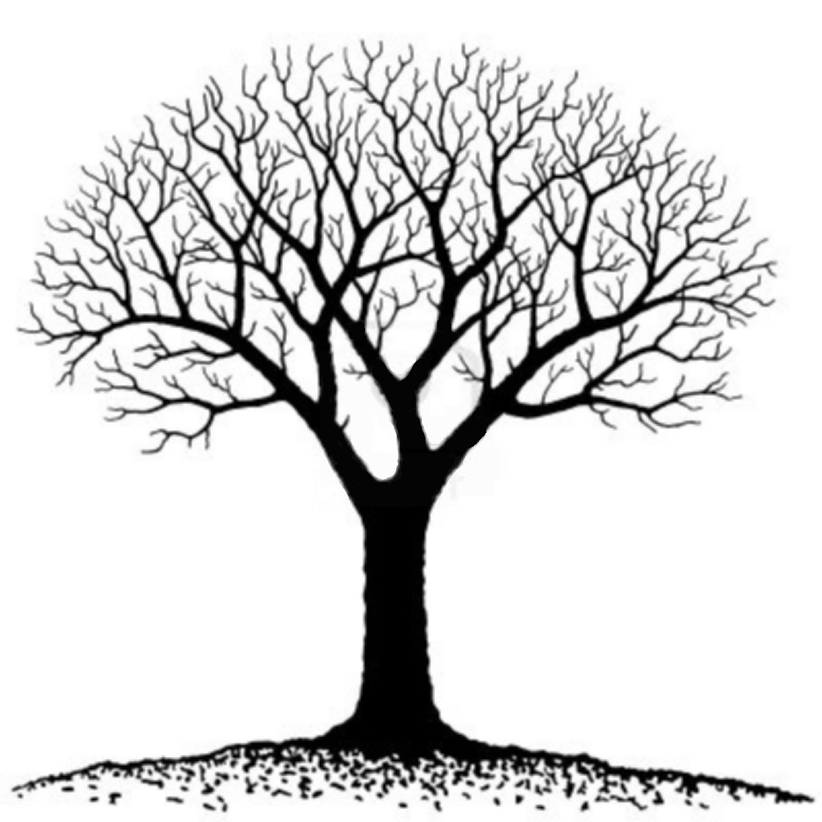 arbre généalogique vierge