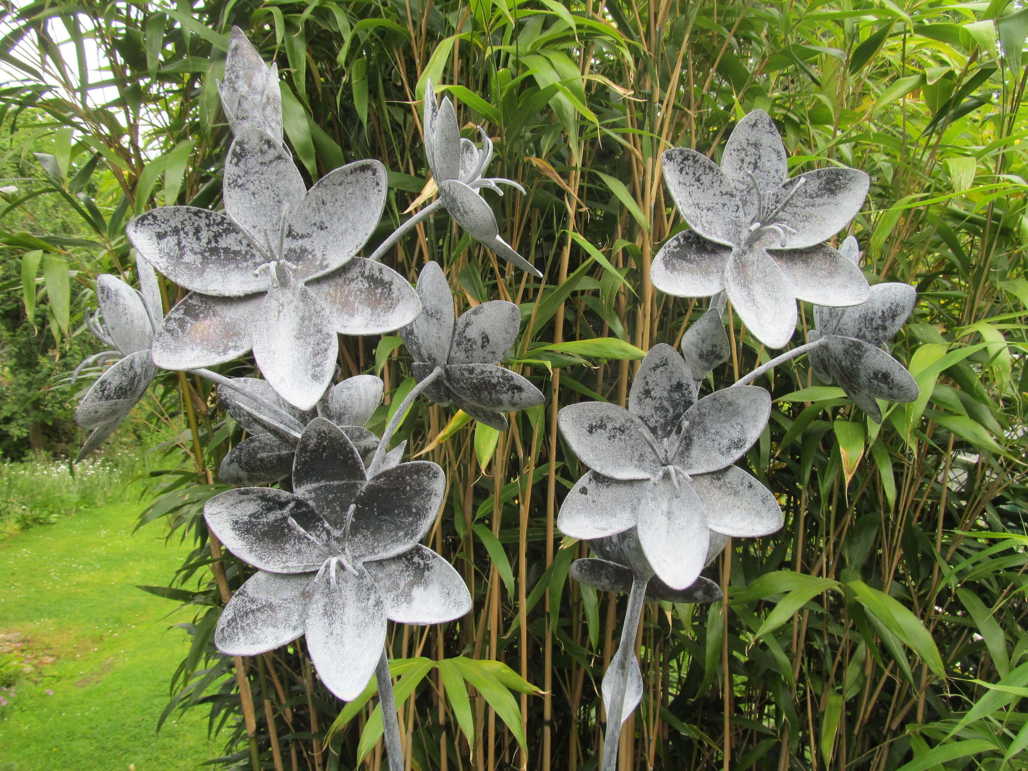 Flowers Hesperantha
