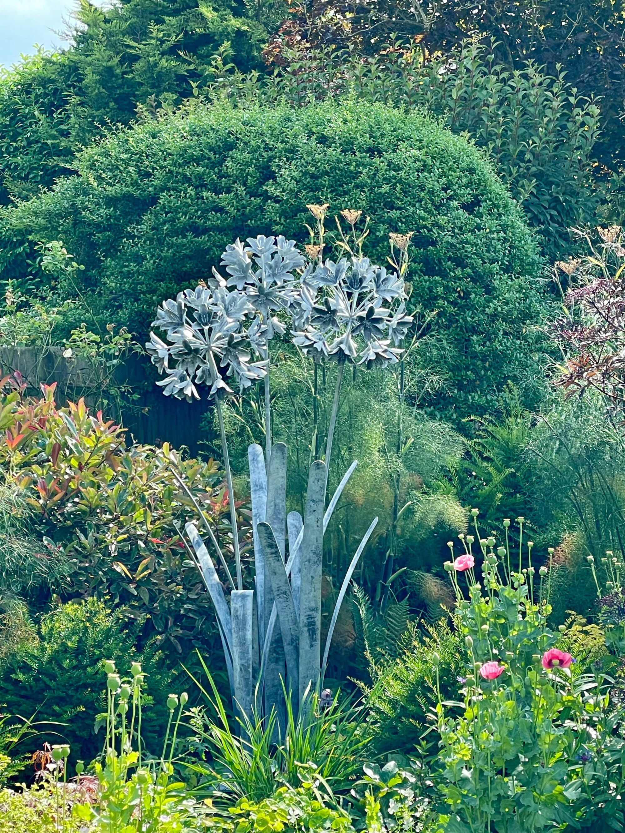 Agapanthus in its Beautiful new home in Berkshire