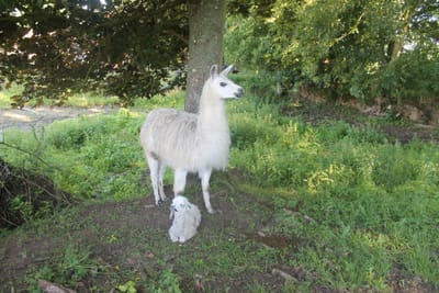 Ferme d'animation image