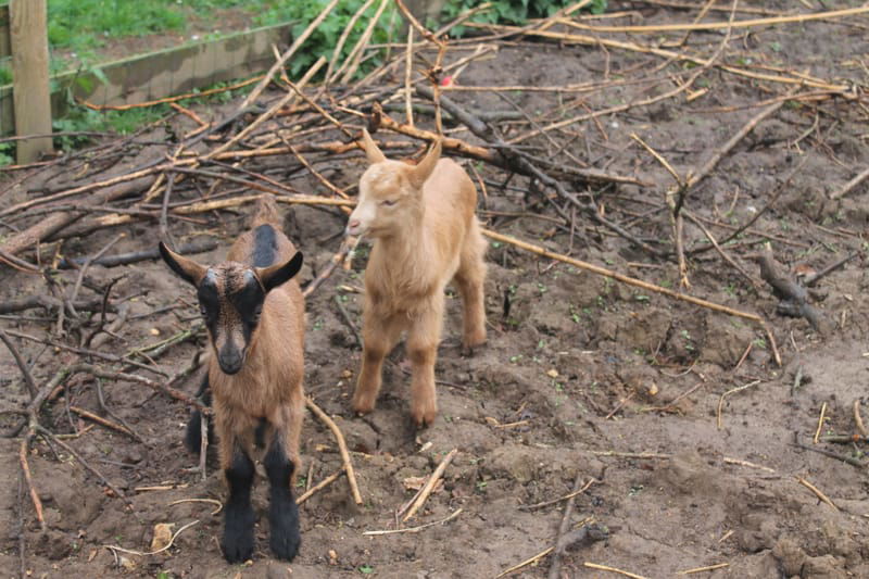 Naissance de deux chevreaux