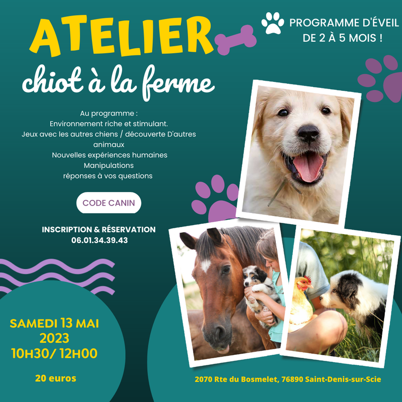 Atelier chiot